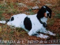 Setter Anglais LORADA DE L'ECHO DE LA FORET